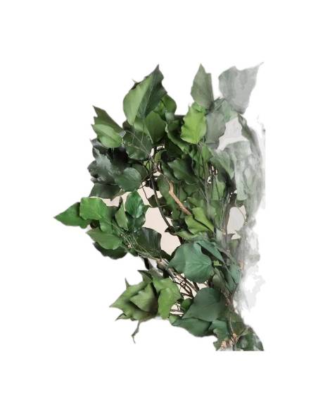 Gros plan sur les feuilles du lierre Hedera arborea stabilisé