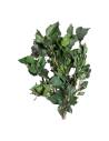 Botte de lierre hedera arborea stabilisé vert, larges feuilles brillantes