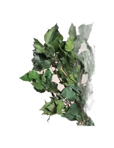 Gros plan sur les feuilles du lierre hedera arborea stabilisé vert
