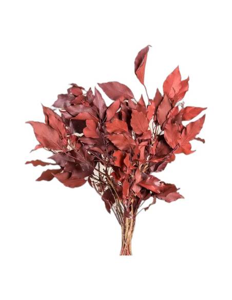 Botte de lierre hedera arborea stabilisé rouge, feuilles larges