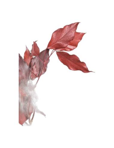 Détail des feuilles rouges du lierre hedera arborea stabilisé