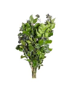 Botte de lierre Hedera arborea stabilisé, feuilles vertes brillantes et grappes de fruits sombres