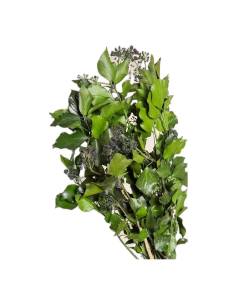 Botte de lierre Hedera arborea stabilisé, feuilles vertes brillantes et grappes de fruits sombres 2