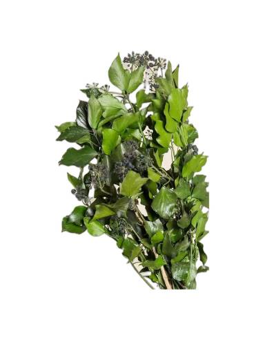 Lierre stabilisé Hedera arborea avec fruits, vue 2 sur 3