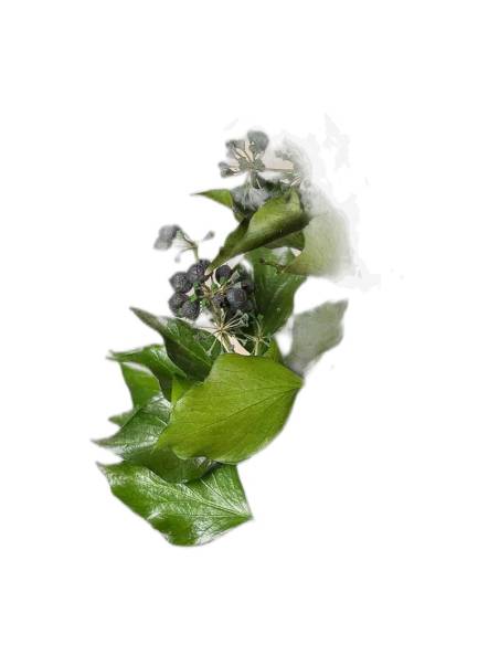 Lierre stabilisé Hedera arborea avec fruits, vue 3 sur 3