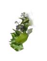 Lierre stabilisé Hedera arborea avec fruits, vue 3 sur 3