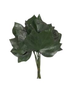 Botte de lierre stabilisé à grandes feuilles vert foncé