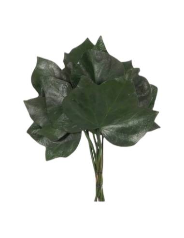 Botte de lierre stabilisé à grandes feuilles vert foncé