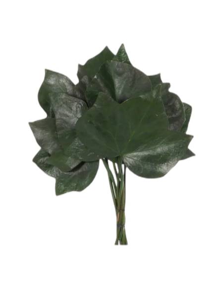 Botte de lierre stabilisé à grandes feuilles vert foncé