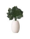 Lierre stabilisé à grandes feuilles dans un vase blanc