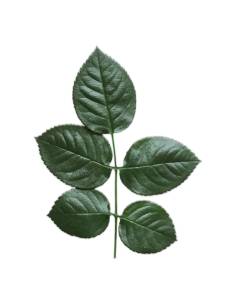 Rameau de cinq feuilles de rose stabilisées vert foncé