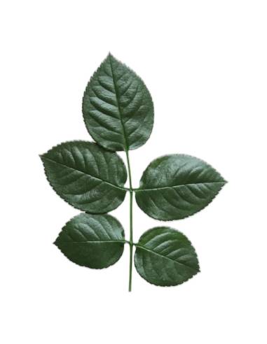 Rameau de cinq feuilles de rose stabilisées vert foncé