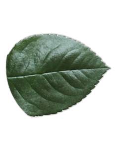 Rameau de cinq feuilles de rose stabilisées vert foncé 2