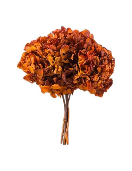 Hortensia stabilisé automne, tête entière sur sa tige, vue de face