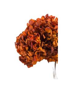Hortensia stabilisé automne, tête entière sur sa tige, vue de face 2