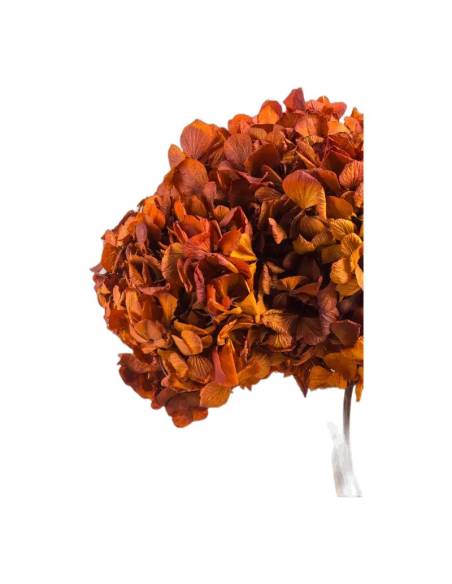 Gros plan sur les fleurons de l'hortensia stabilisé automne
