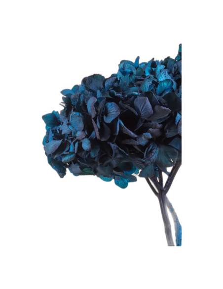 Gros plan sur les fleurons de l'hortensia stabilisé bleu