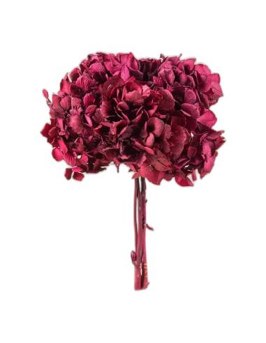 Hortensia stabilisé byzance, tête entière sur sa tige, vue de face