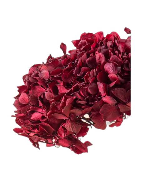 Gros plan sur les fleurons de l'hortensia stabilisé byzance
