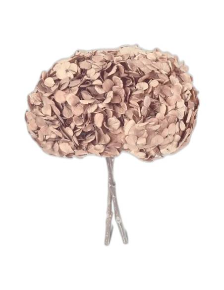 Hortensia stabilisé tête pleine noisette, tête entière sur sa tige, vue de face