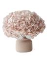 Hortensia stabilisé tête pleine noisette, posée dans un vase sur une table, à côté d'un livre