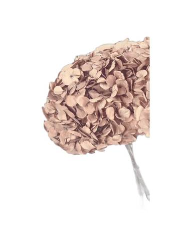 Gros plan sur les fleurons de l'hortensia stabilisé tête pleine noisette