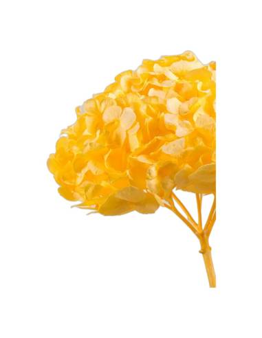Gros plan sur les fleurons de l'hortensia stabilisé tête pleine jaune pâle