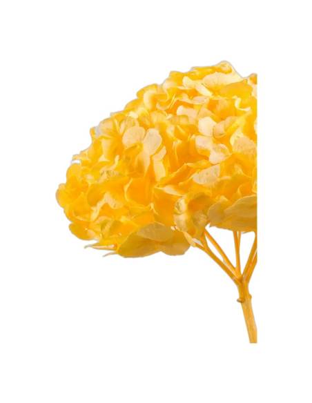 Gros plan sur les fleurons de l'hortensia stabilisé tête pleine jaune pâle