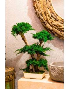 Bonsaï Juniperus