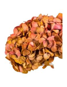 Tête d'hortensia stabilisé Fusion aux teintes fondues 2