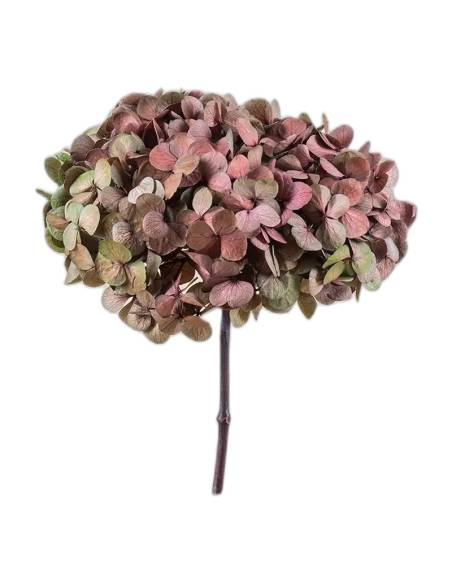 Hortensia stabilisé Fusion coloris Été indien, nuances chaudes
