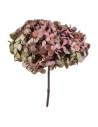 Hortensia stabilisé Fusion coloris Été indien, nuances chaudes