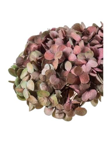 Hortensia stabilisé Fusion coloris Rubis, nuances de rouge