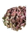 Hortensia stabilisé Fusion coloris Rubis, nuances de rouge