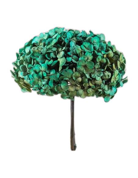 Hortensia stabilisé Fusion coloris Aurore, nuances claires