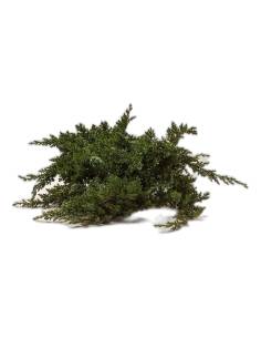 Branche de Juniperus procumbens stabilisé au port étalé