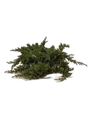 Branche de Juniperus procumbens stabilisé au port étalé