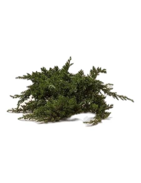 Branche de Juniperus procumbens stabilisé au port étalé