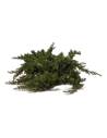Branche de Juniperus procumbens stabilisé au port étalé