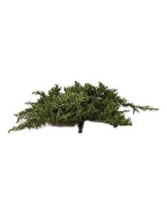 Branche de Juniperus procumbens stabilisé au port étalé 2