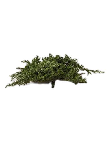 Juniperus procumbens stabilisé, branche vue de face