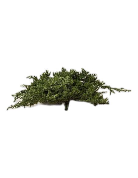 Juniperus procumbens stabilisé, branche vue de face