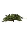 Juniperus procumbens stabilisé, branche vue de face
