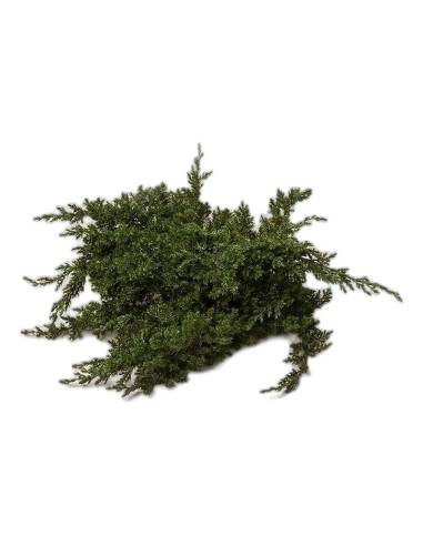 Juniperus procumbens stabilisé, détail du feuillage en écailles