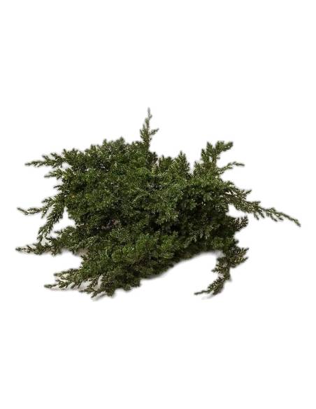 Juniperus procumbens stabilisé, détail du feuillage en écailles