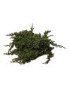 Juniperus procumbens stabilisé, détail du feuillage en écailles