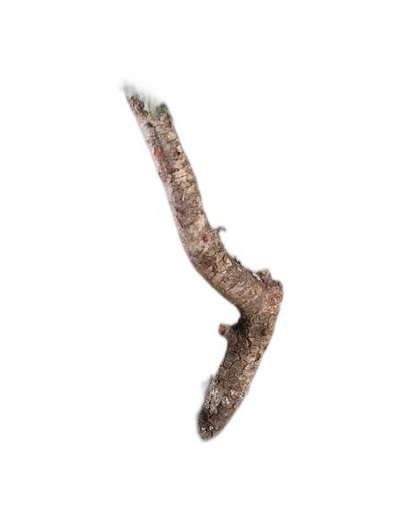 Branches de Juniperus procumbens stabilisé fixées sur un tronc de bonsaï