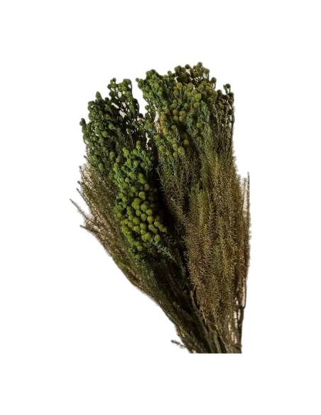 Détail des grappes de boutons de la lanuginosa stabilisée