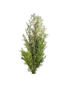 Botte de lepto longifolia stabilisé, branches droites aux feuilles étroites vertes