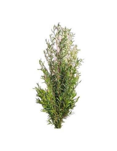 Botte de lepto longifolia stabilisé, branches droites aux feuilles étroites vertes